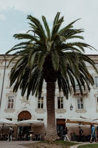 Palm tre in Riva del Garda Italy